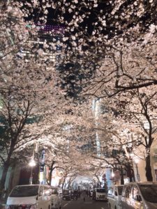 夜桜見てきました(*´꒳`*)