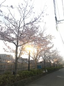 【たかまい】桜〜